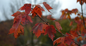 tree_leaves_lrg